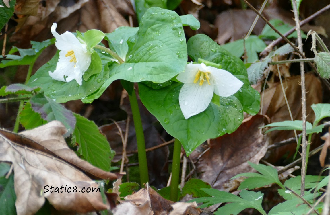 two Trillium blooms in the forest