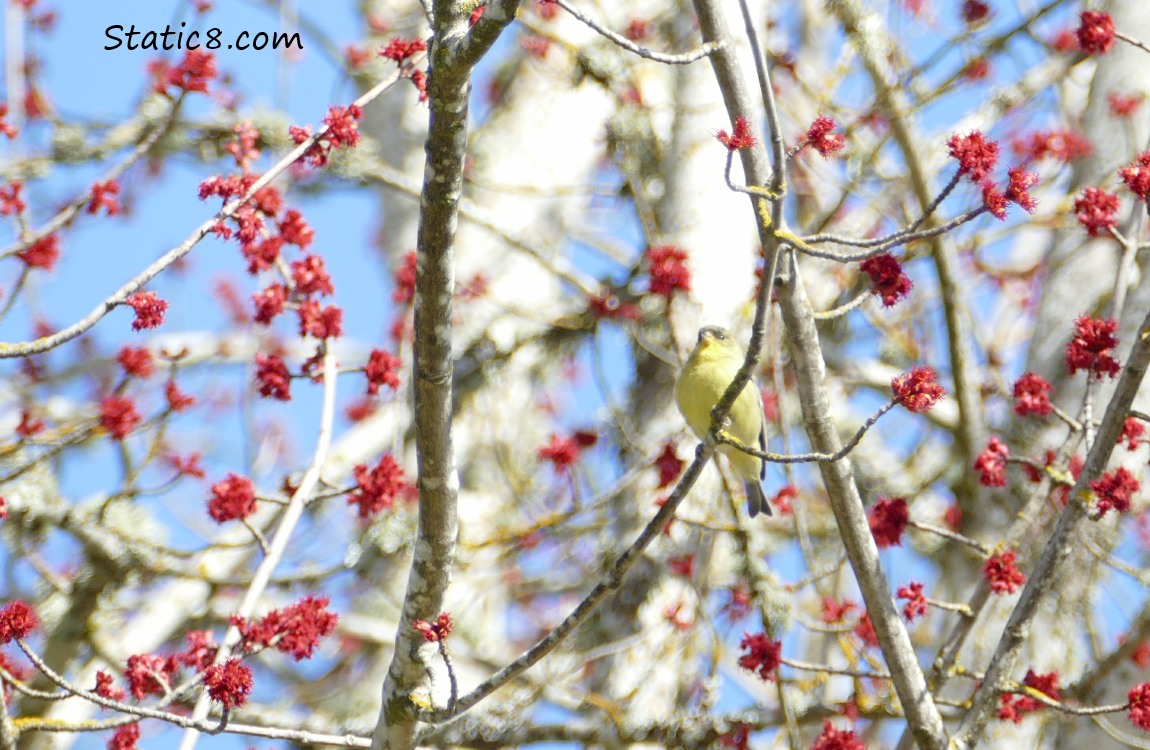 Lesser Goldfinch in a blooming Red Maple tree