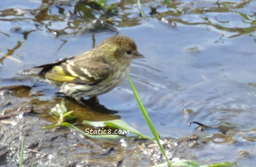 Pine Siskin at a muddy puddle