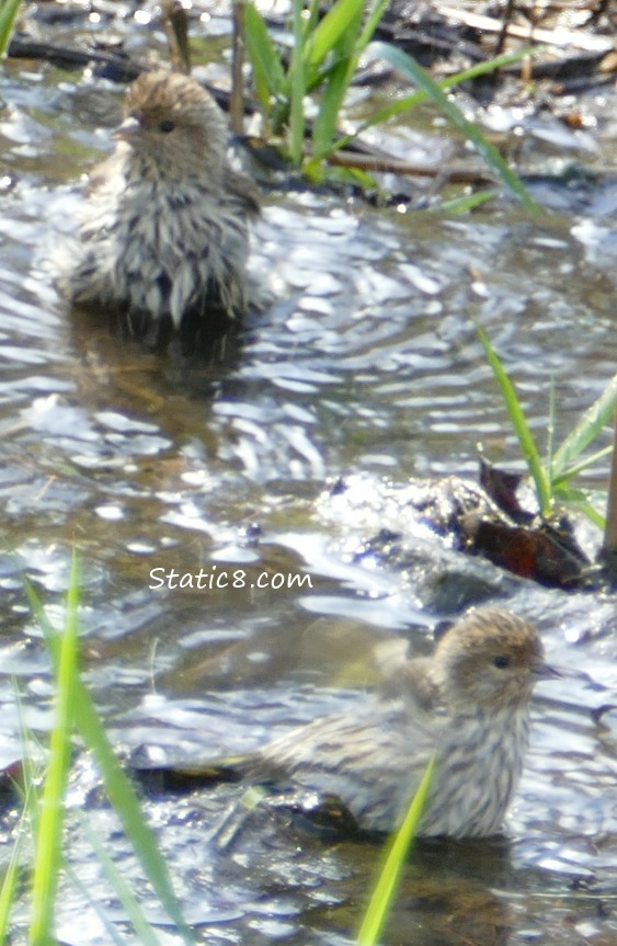 Two fluffy Pine Siskins wading in the puddle