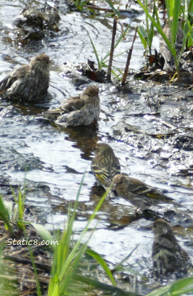Six Pine Siskins bathing plus a blurred bird