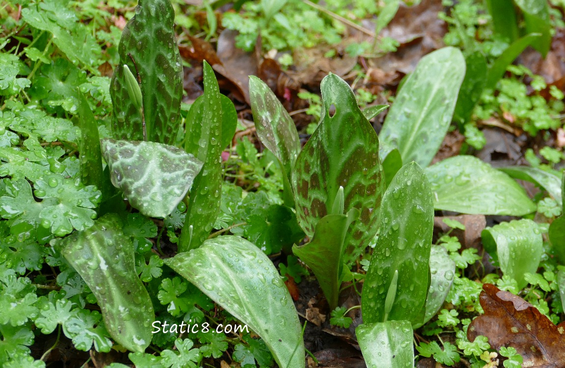 Fawn Lily leaves