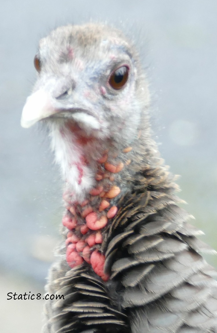 close up of a wild turkeys face