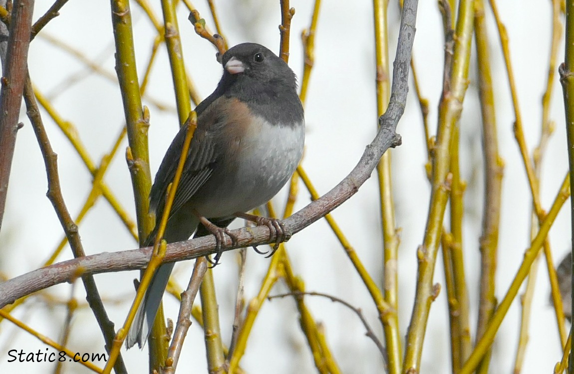 Oregon Junco standing among budding yellow twigs