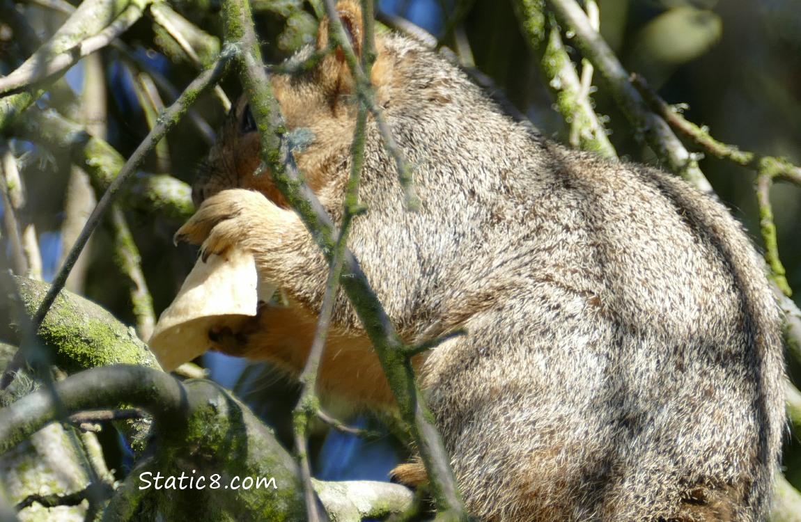 Squirrel, partially obscured by sticks, eating a corn chip