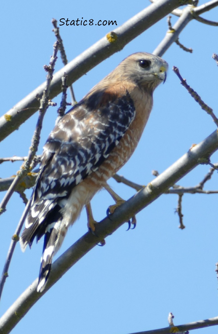 Red Shouldered Hawk in a tree