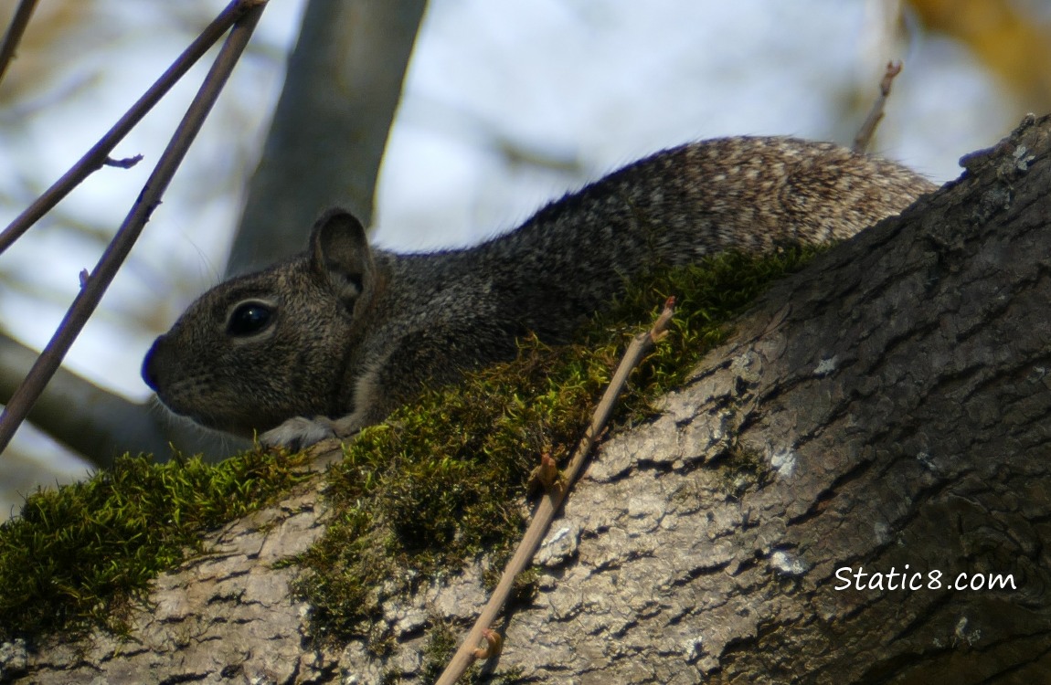 Ground Squirrel up in a tree
