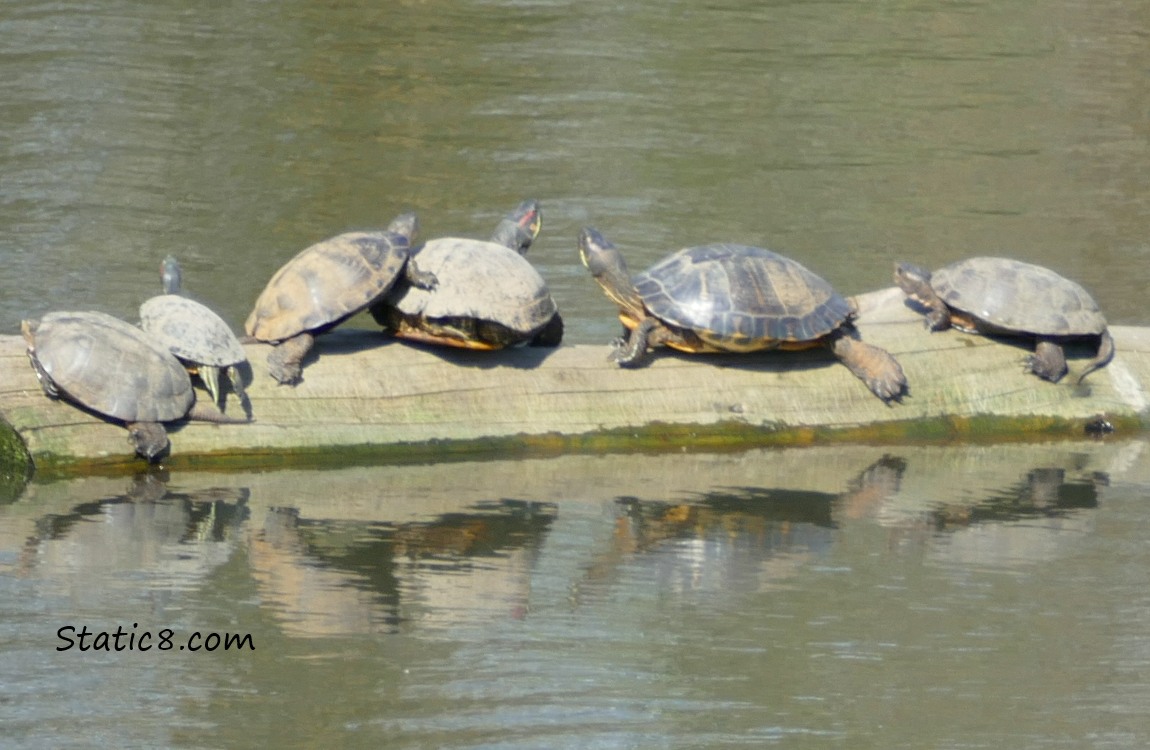 six turtles on a log partially submerged in the water