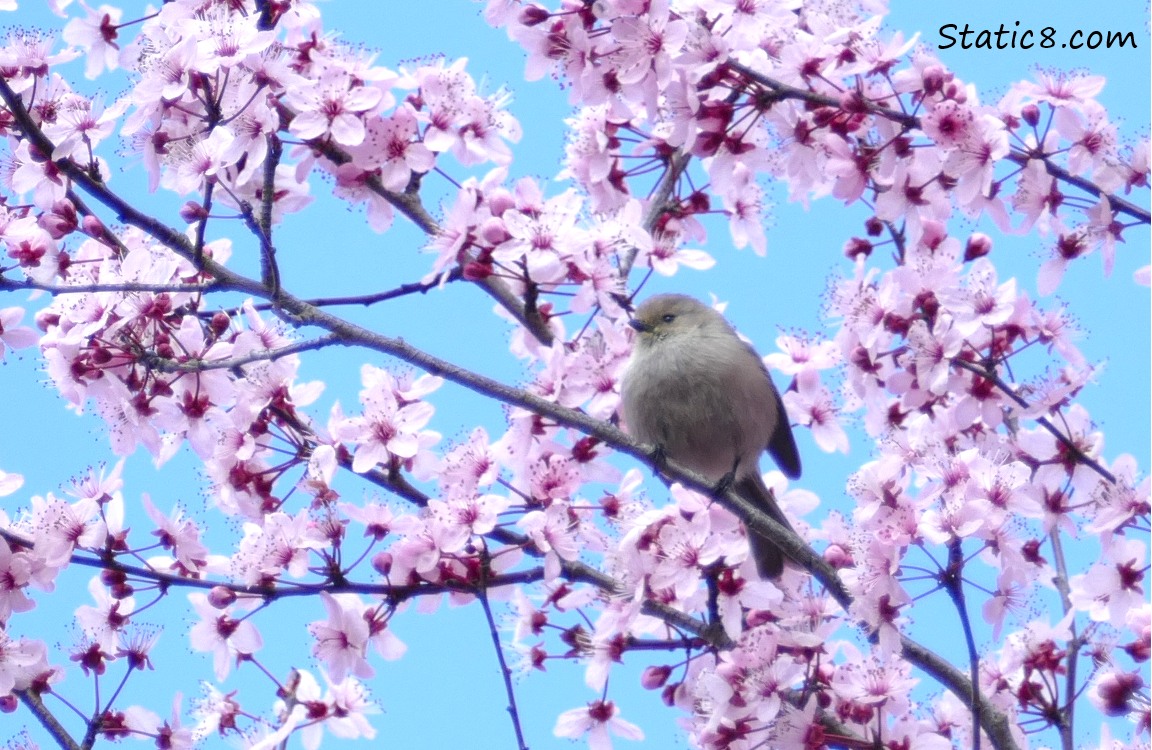 Bushtit in the cherry blossoms
