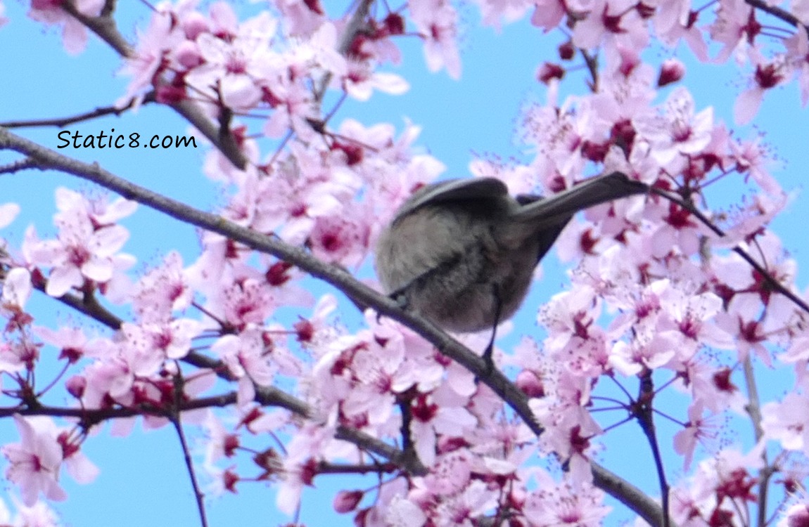 a Bushtits butt, up in the cherry blossoms