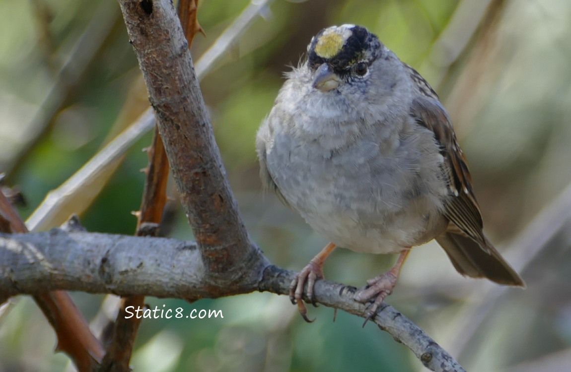 Golden Crowned Sparrow with deformed toes