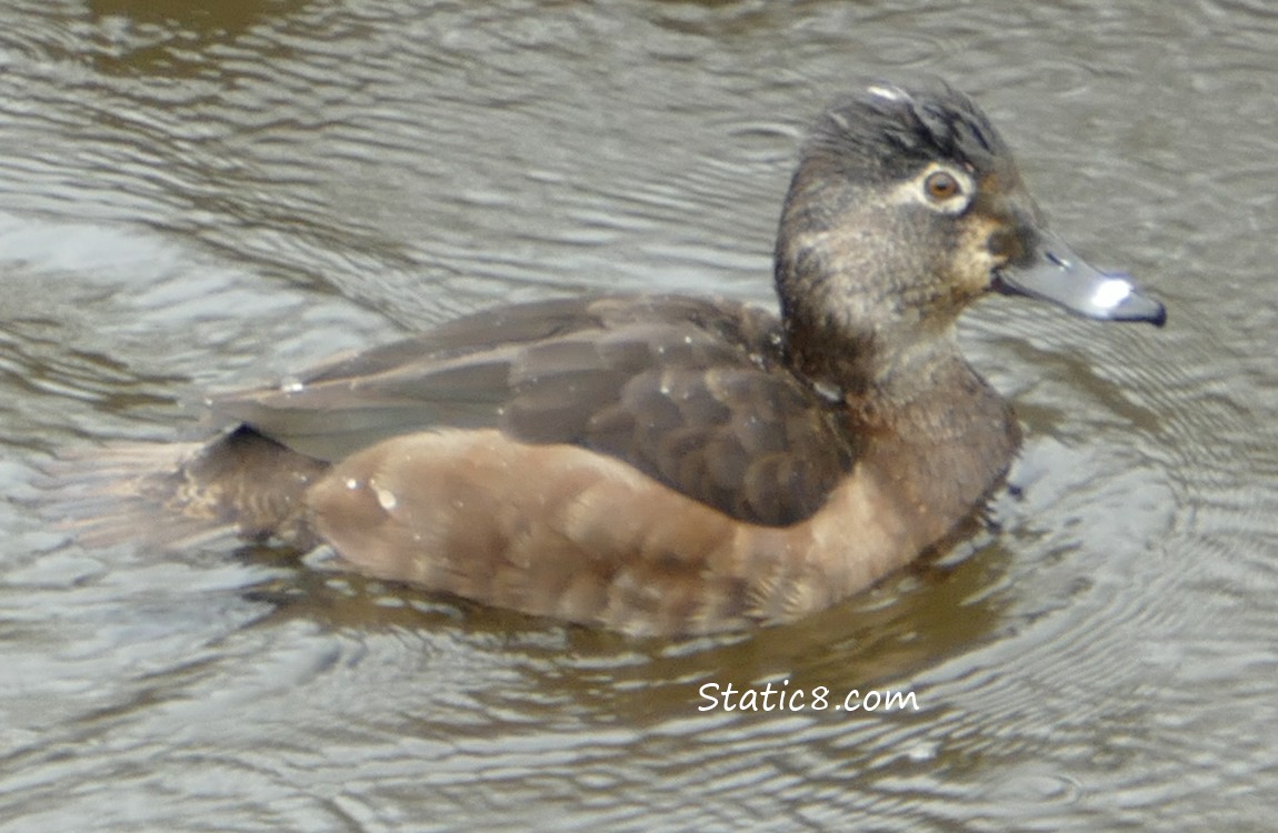 Ring Neck Duck in the rain