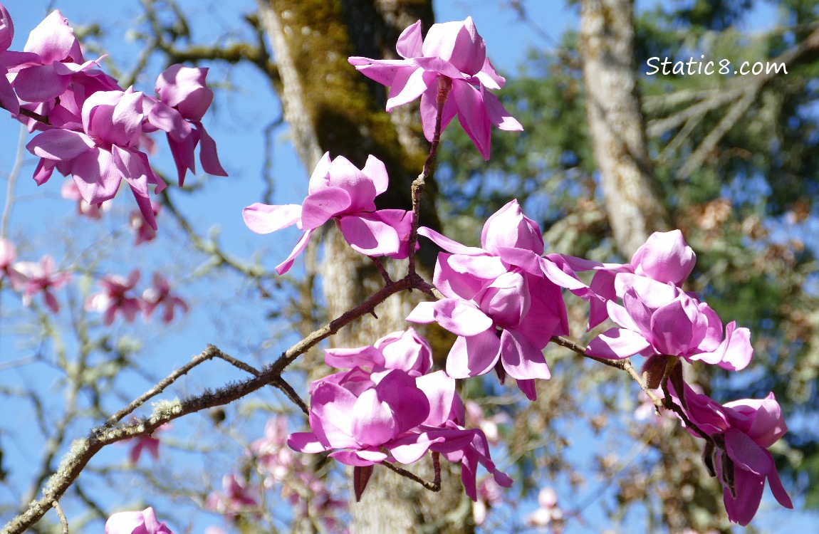 Pink Saucer Magnolia blooms in front of a blue sky