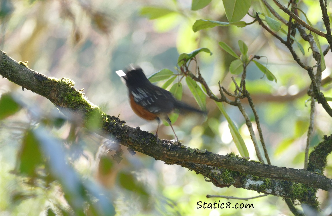 blurry Towhee bouncing away from the branch
