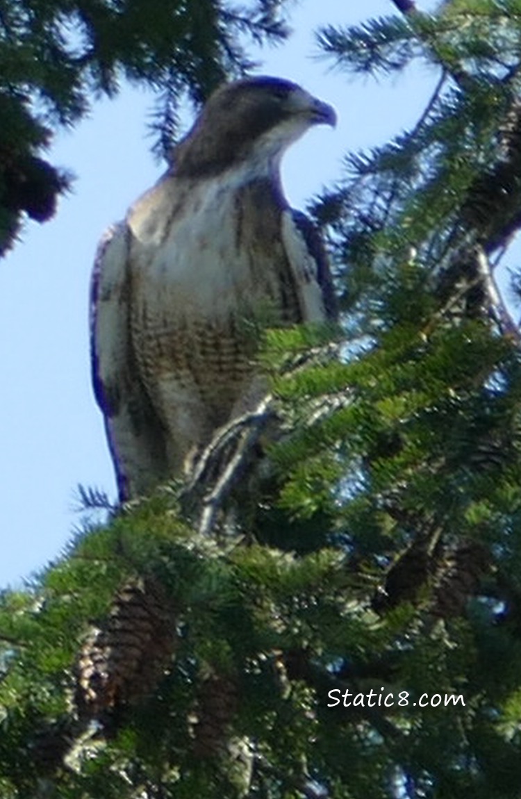 Red Tail Hawk in a fir tree