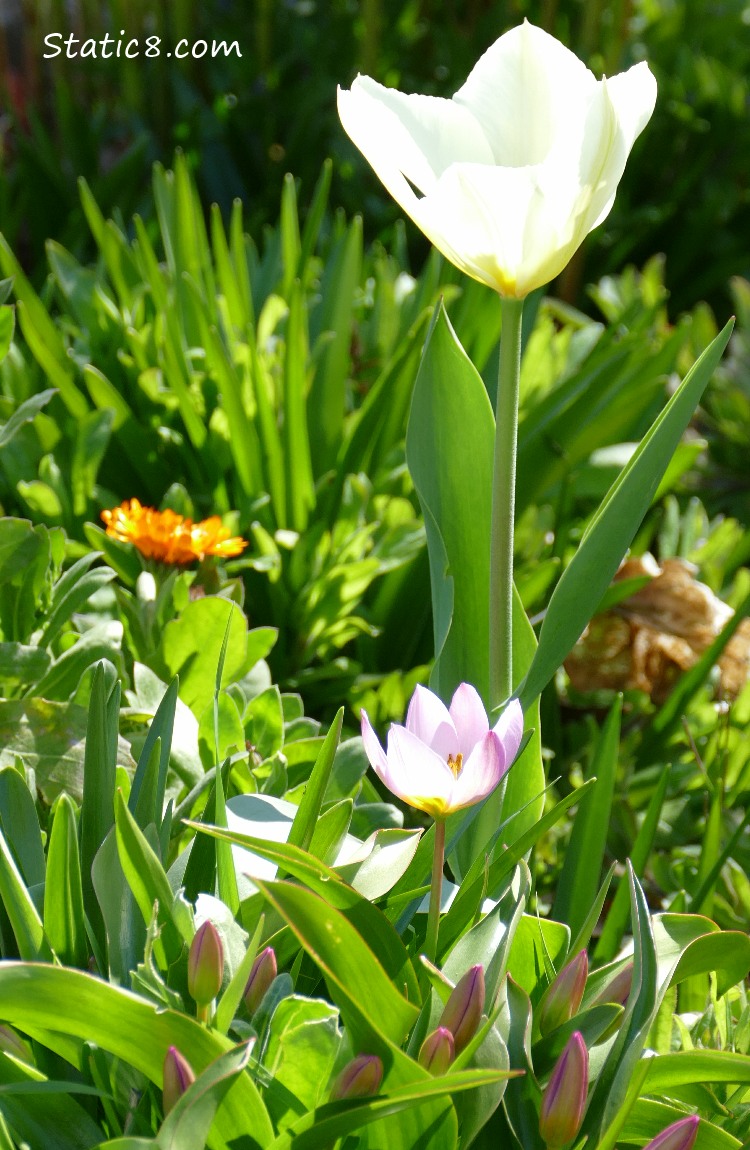Tulips and a Calendula in lovely green leaves