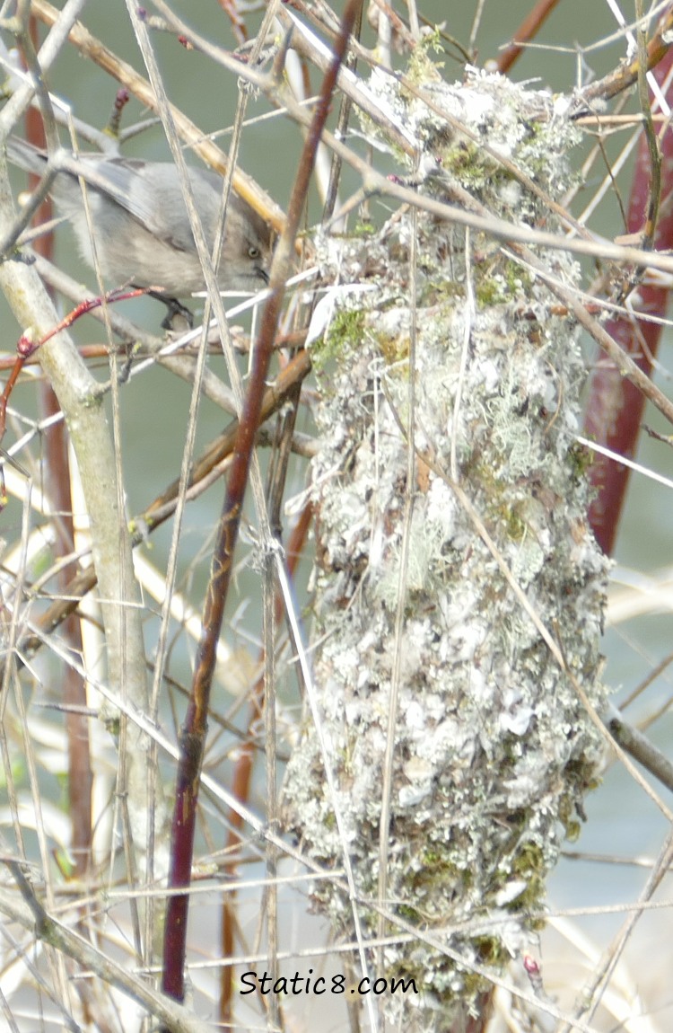 Female bushtit, behind branches, looking at the entrance at the back of the hanging nest