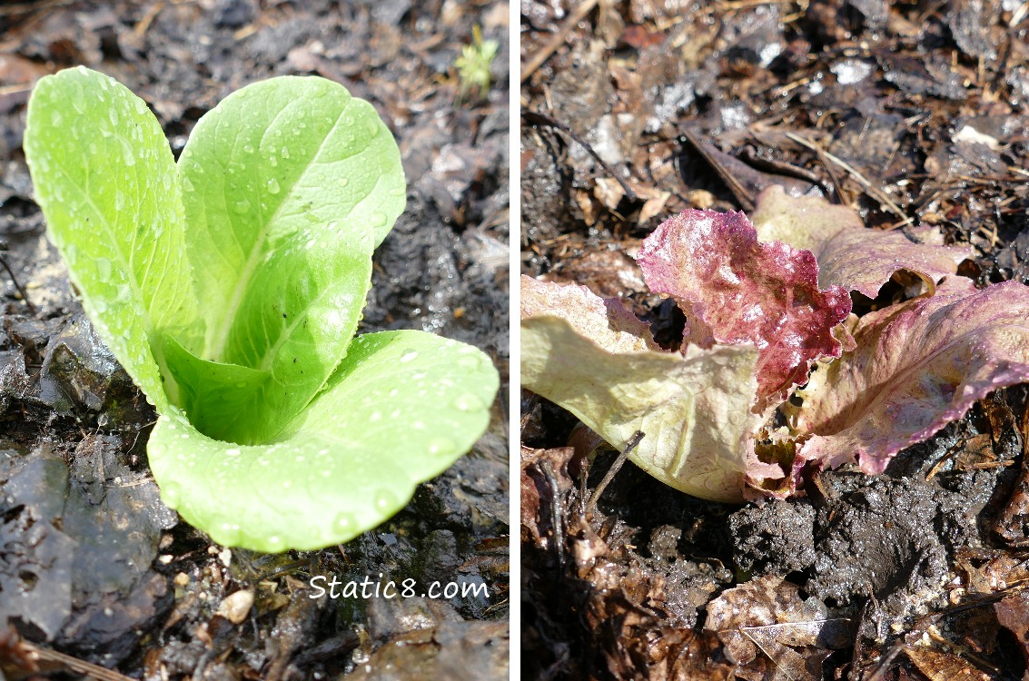 two different kinds of leaf lettuce