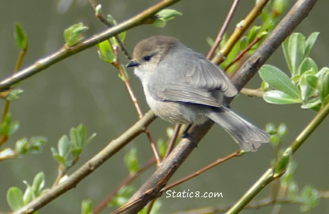 male Bushtit on a branch with a few budding leaves
