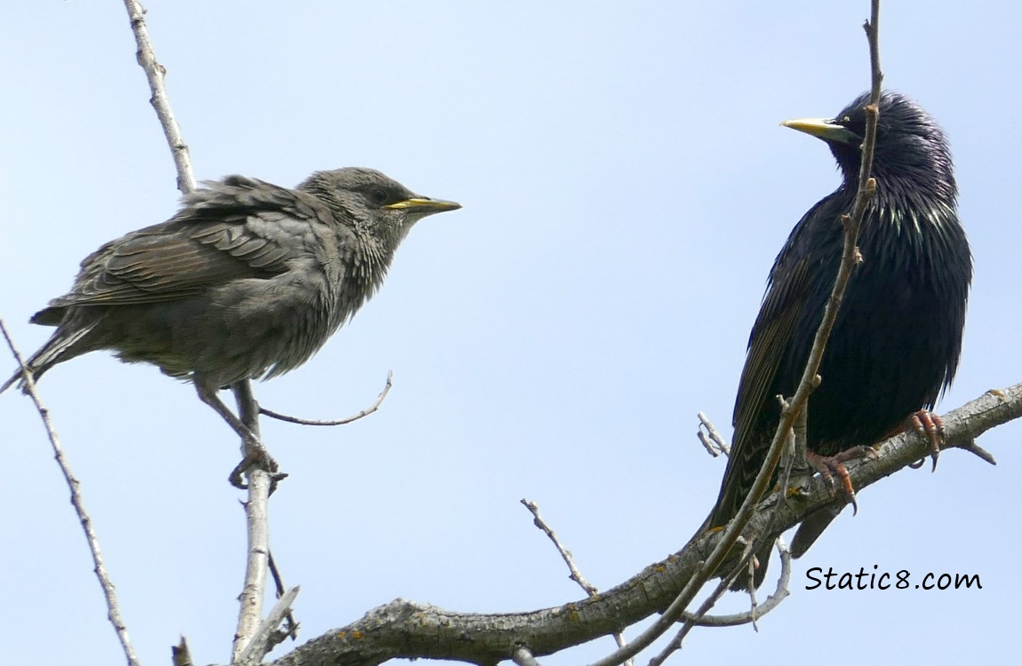 Starling fledgling and adult standing on twigs