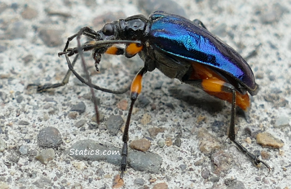 Metallic blue Ground Beetle with bright orange thighs!