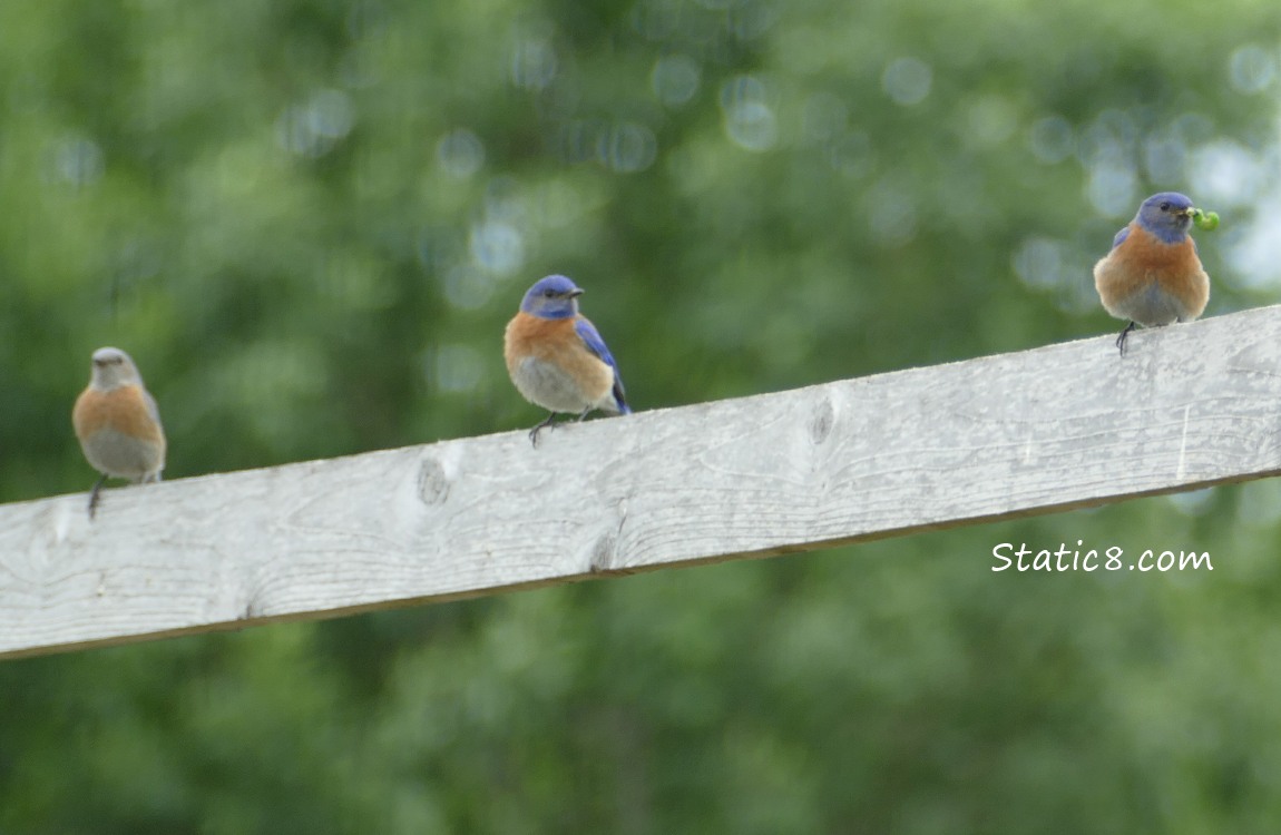 Three Bluebirds on a fence