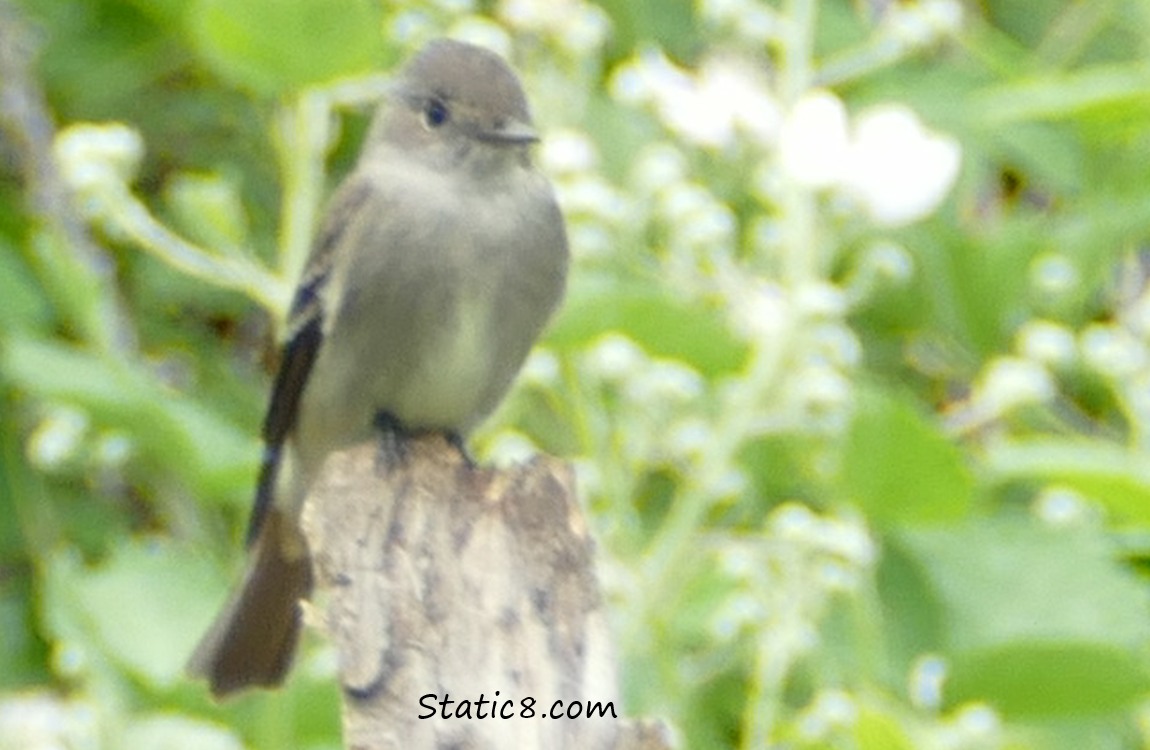 blurry pic of a Western Wood Pewee