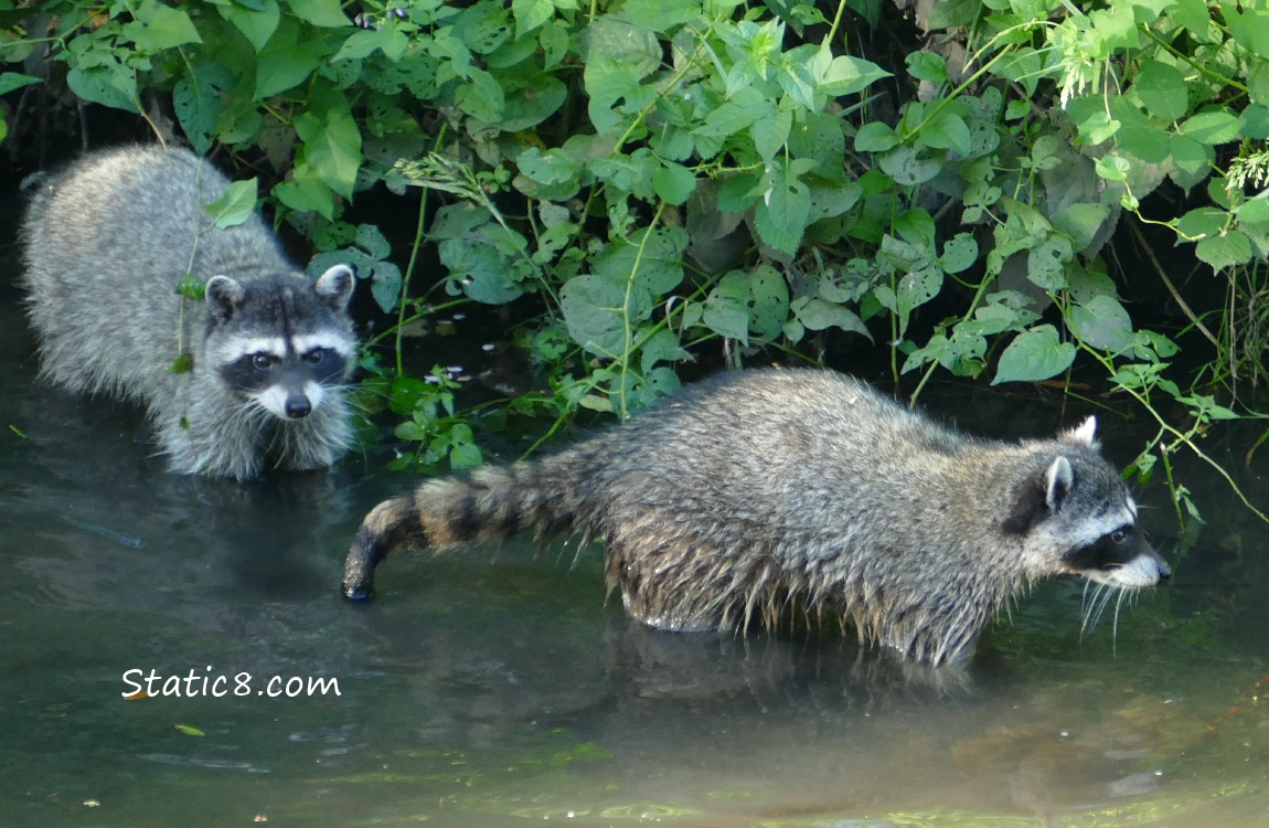 two raccoons wading in water