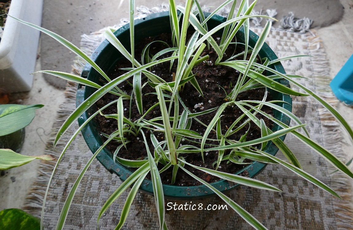 Spider Plant re-potted with spiderettes