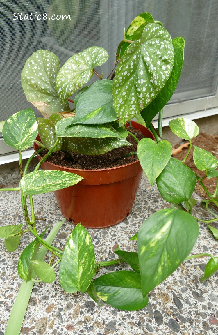 Polka Dot Begonia and Philodendron in a pot