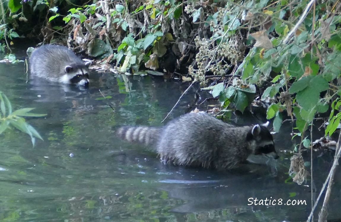 Two small raccons wading in the creek