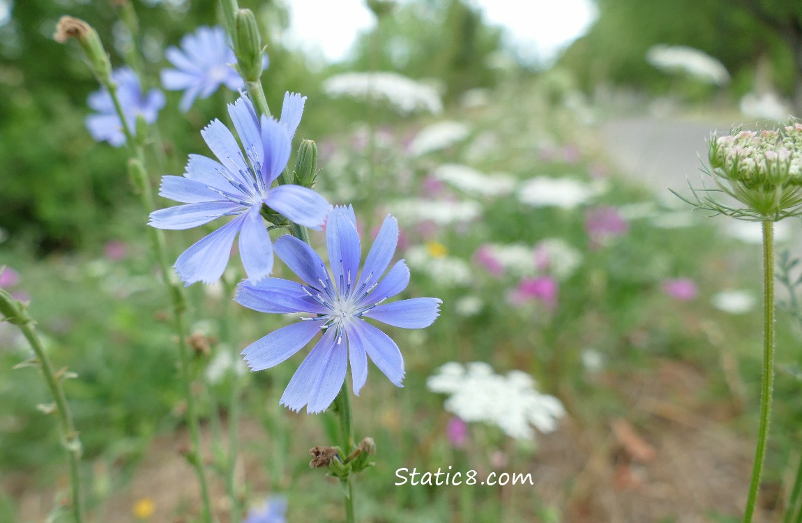 Chicory blooms with Queen Anne Lace and Sweet Pea in the background