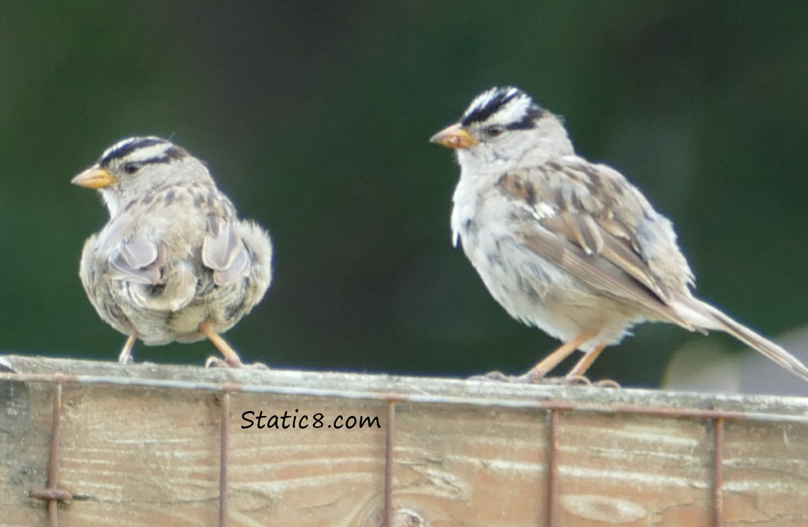 two White Crowned Sparrows on a fence