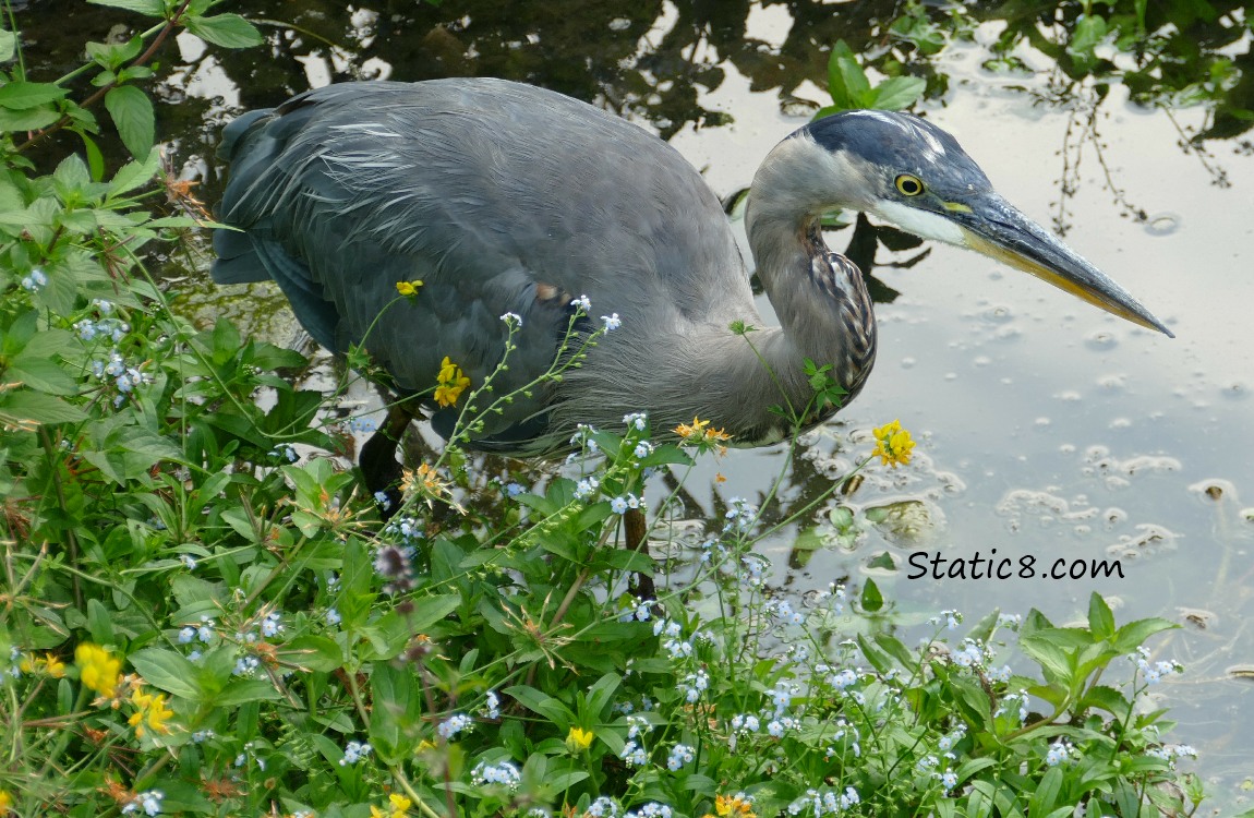 Great Blue Heron hunting near the shore with tiny blue and yellow flowers