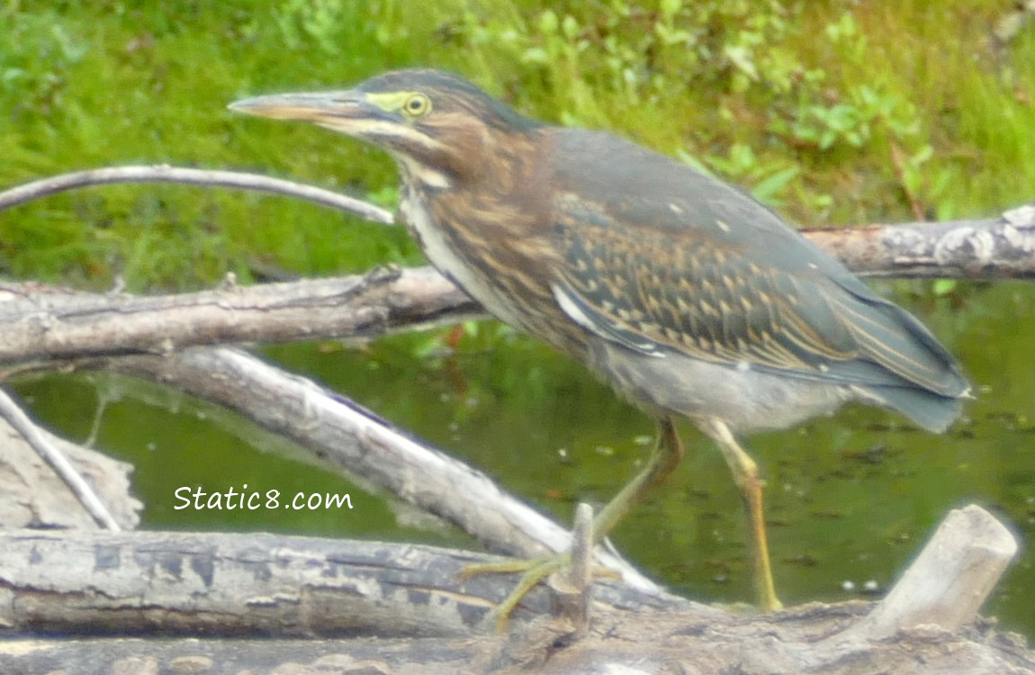 Green Heron on a log in the water