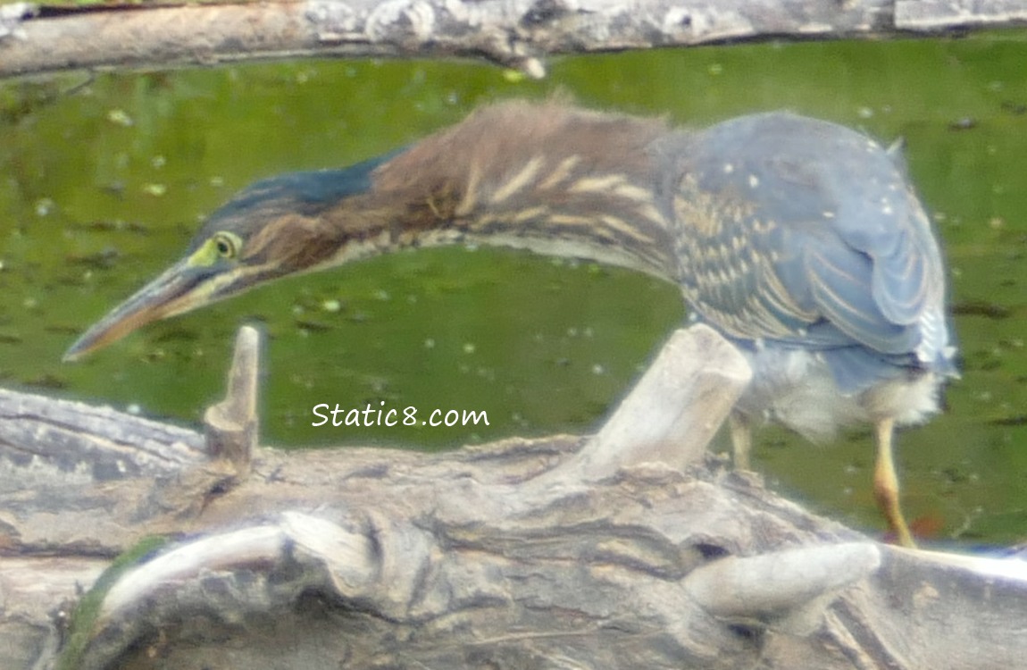 Green Heron stretching out their neck!