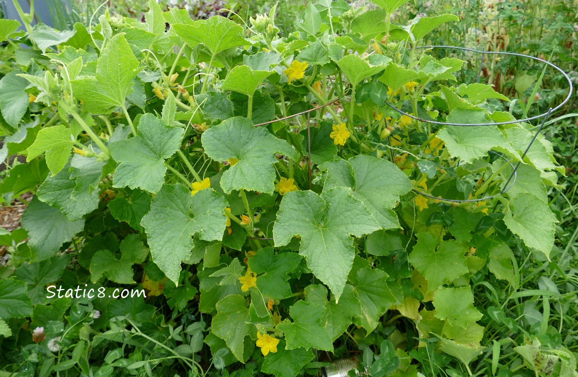 Lemon Cucumber plants with many little yellow blossoms