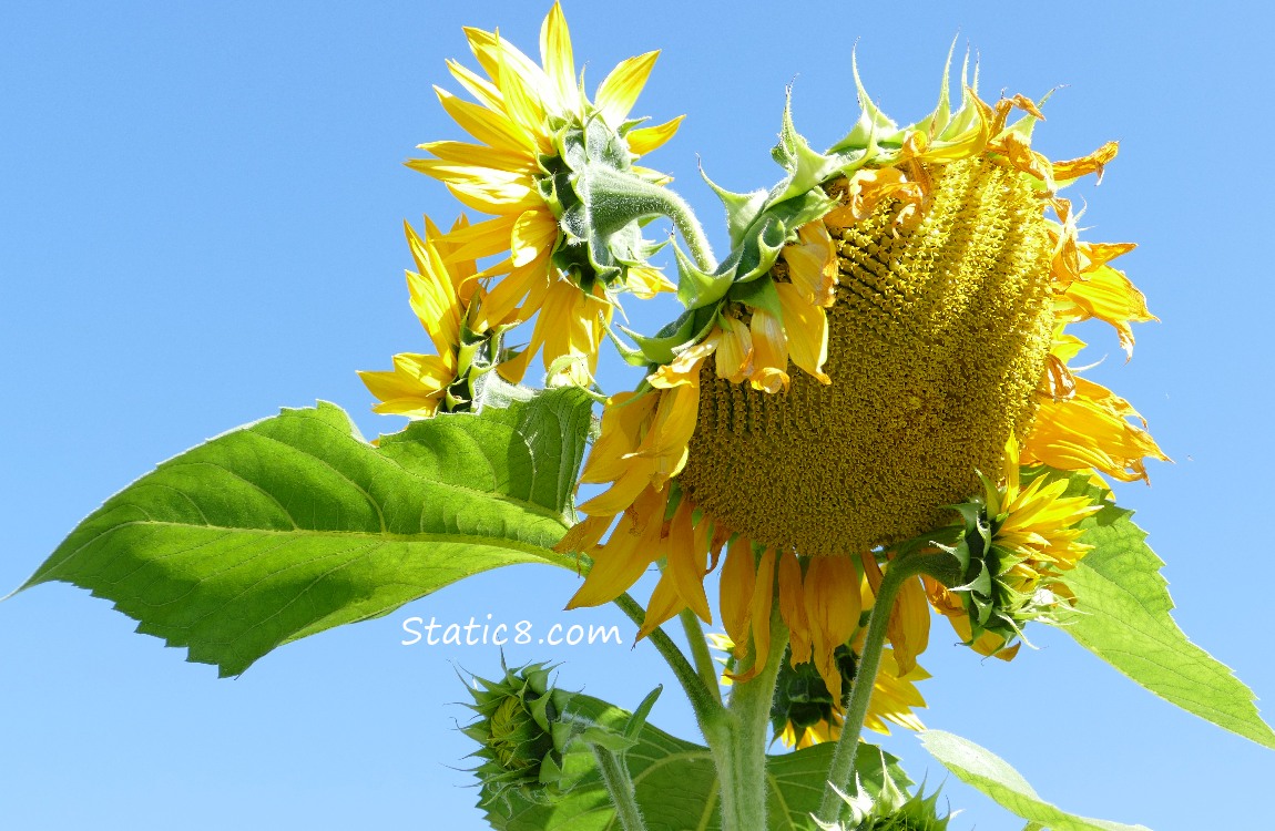 Sunflowers in our garden plot