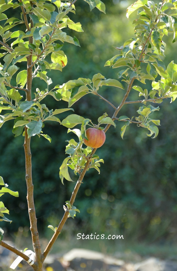 Apple in a tree