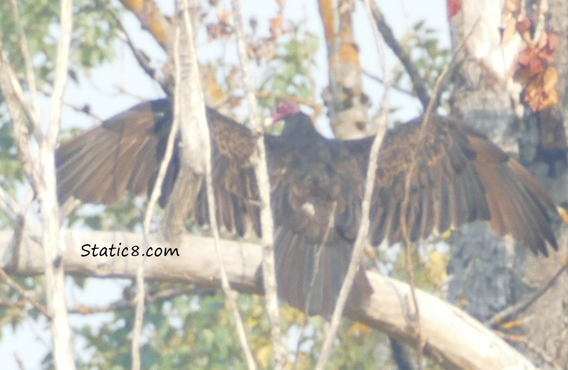 Vulture in a tree with wings spread