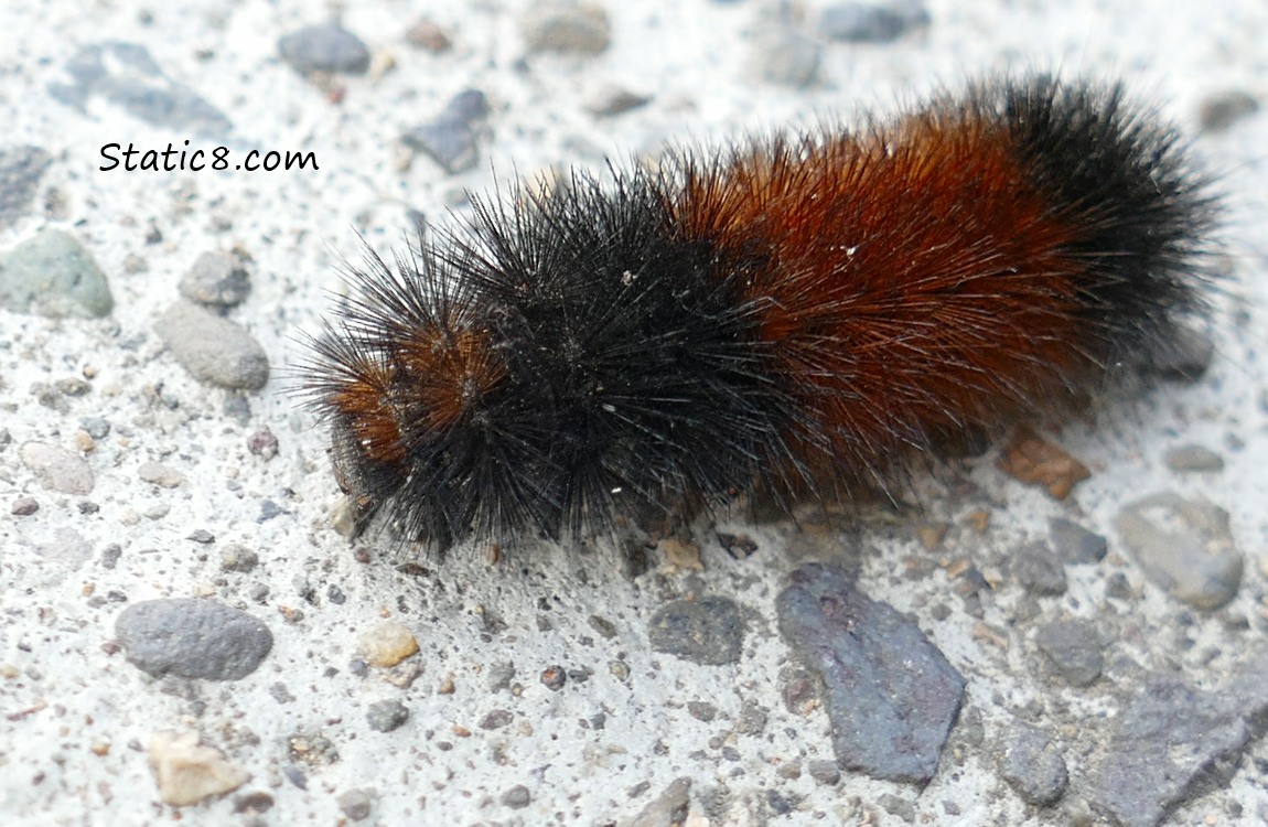 Woolly Bear Caterpillar