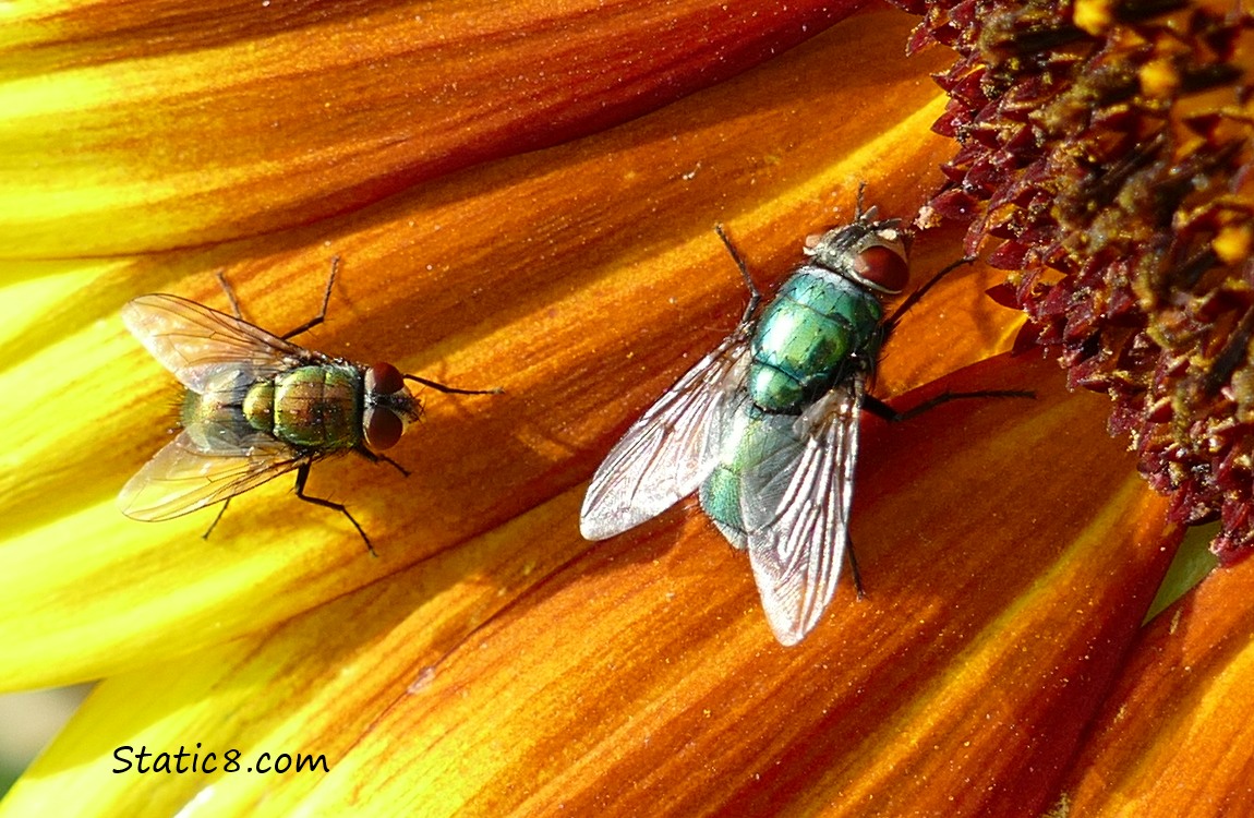 Two house flies on a sunflower bloom