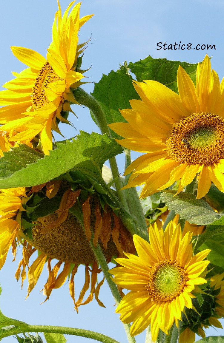 Sunflowers and a blue sky