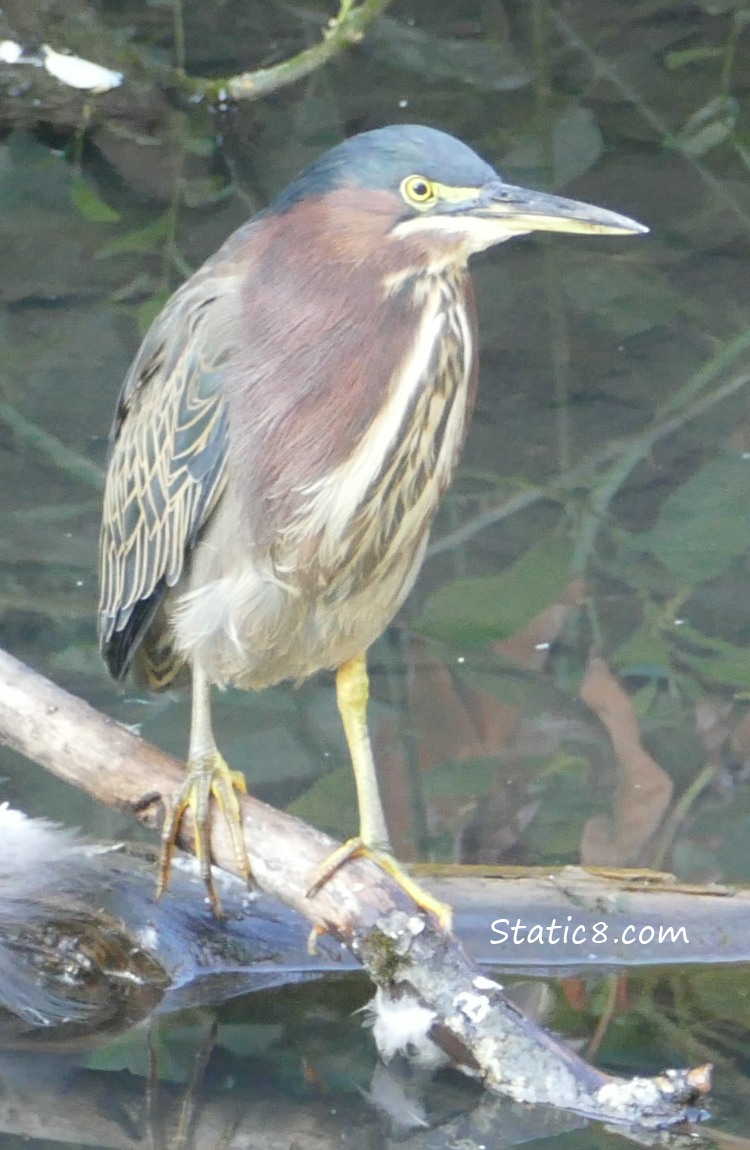 Green Heron standing on a stick over water which is reflecting leaves.
