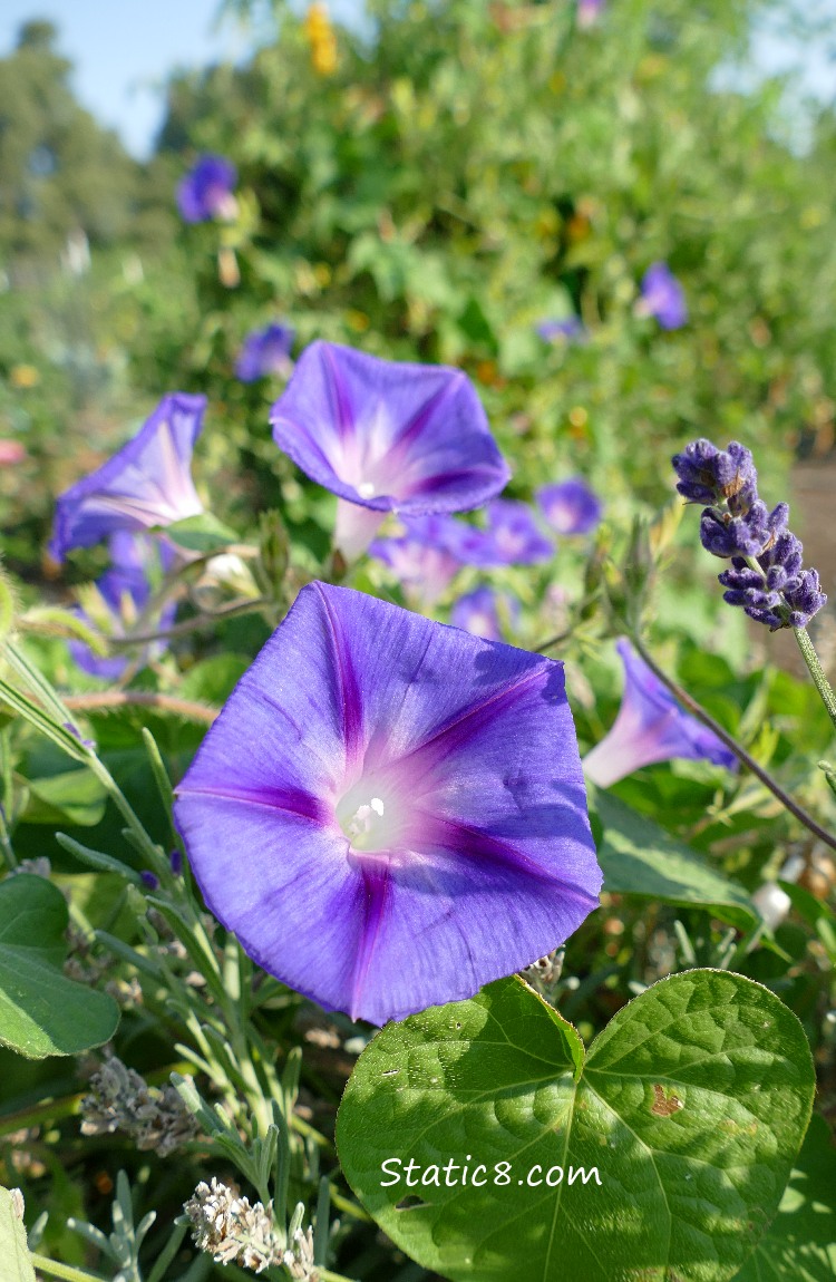 Purple Morning Glories.