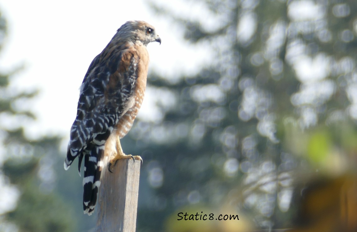 Red Shoulder Hawk standing on a post.