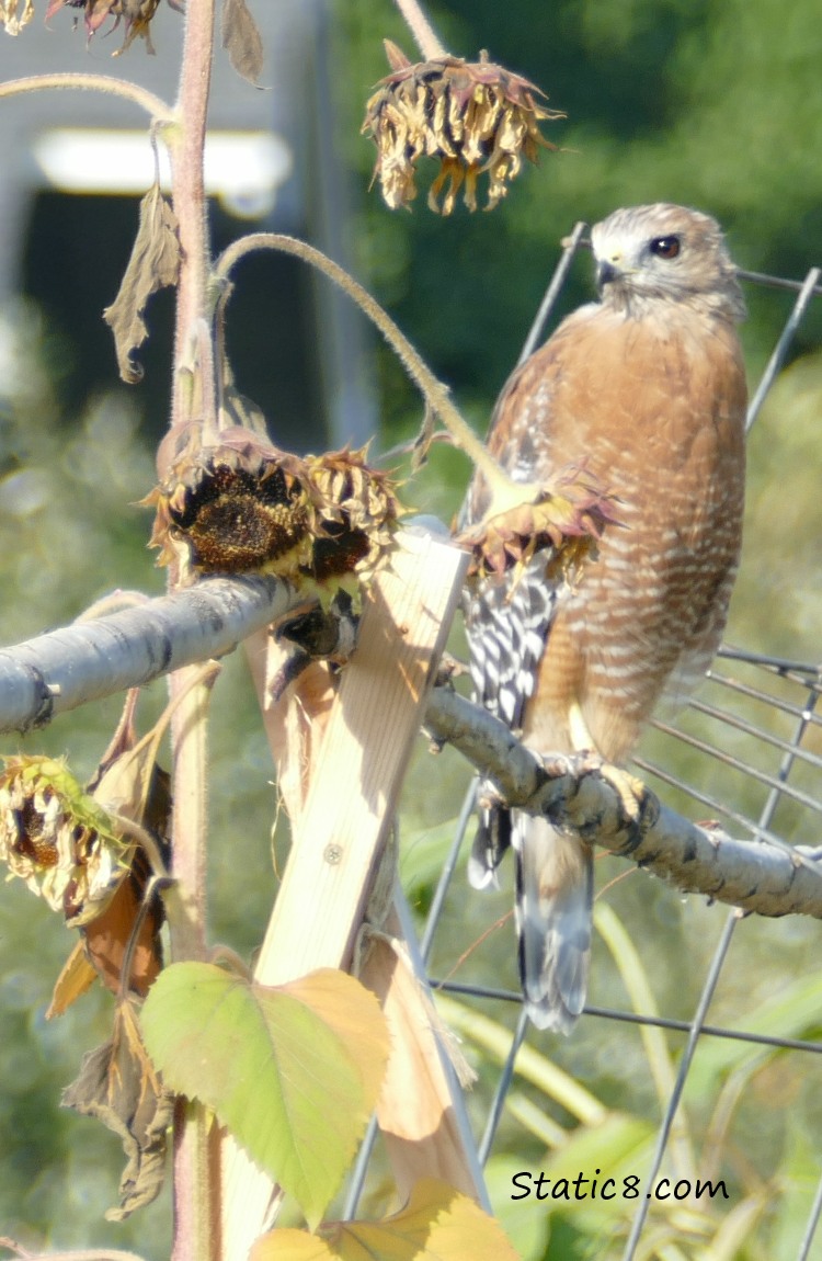 Red Shoulder Hawk standing on a garden trellis, surrounded by sunflower heads.