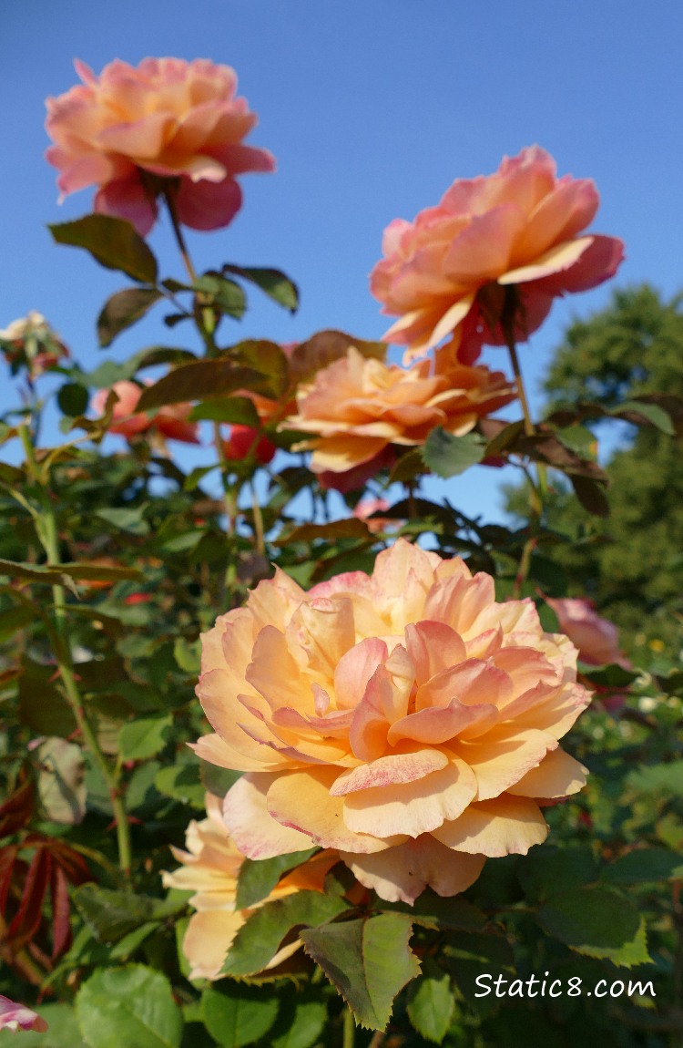 Roses in front of a blue sky