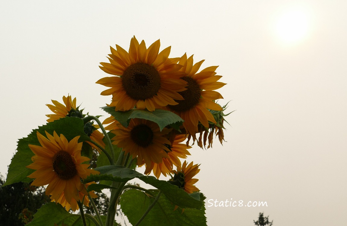 sunflowers and a yellow shaded sky