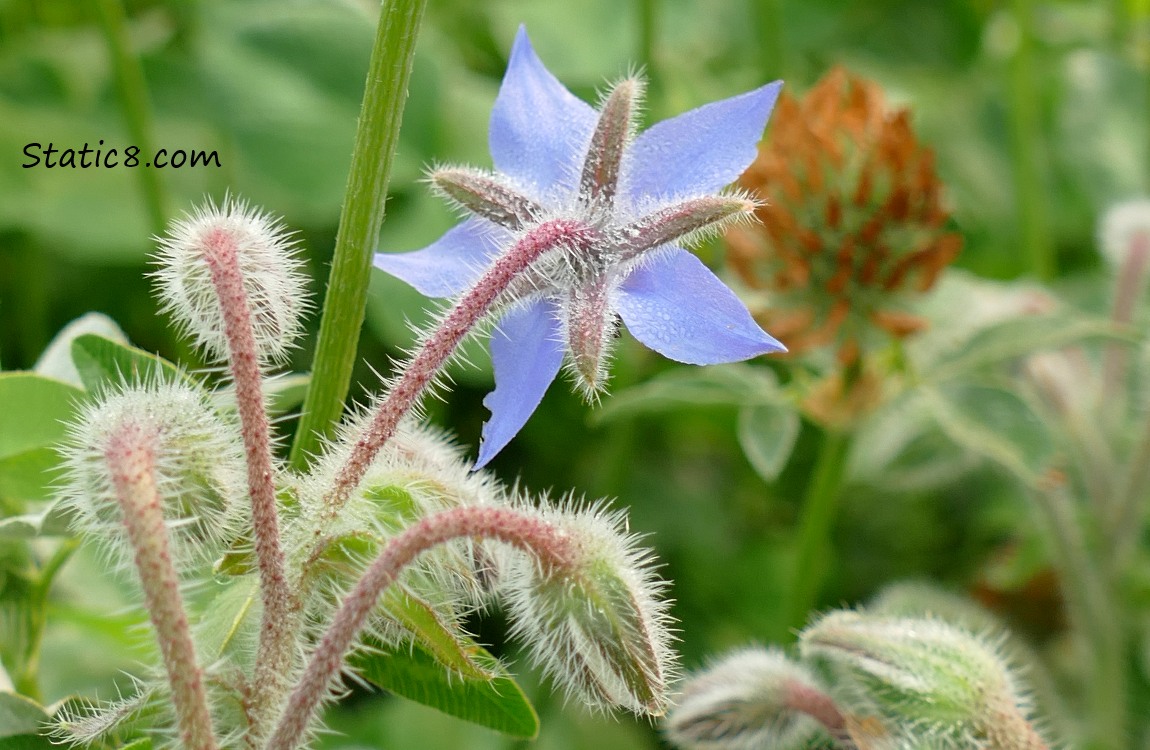 the back of a Borage blossom and a clover blossom in the background